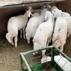 طليان حريه