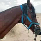 حصان شعبي