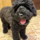 كلب بودل للبيع