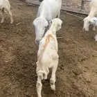 نعجه