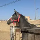 للبيع حصان سلايم شرط أسوم 3500