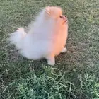 للبيع بومرينيان