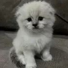 سكوتش للبيع