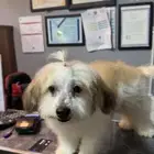 كلب لاسا ابسو ذكرLhasa Apso