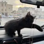 قطه شيرازي للتبني عمره ثلاث شهور