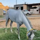 حصان شعبي للبيع البيع عجل