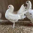 حمام