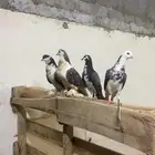 و السلام عليكم ورحمة الله حمام جوز معه عياله