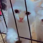قطط البيع 2 ذكور 1 انثى