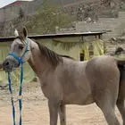 مهر فاخر عربي اصيل