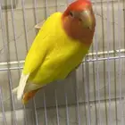 انثى روز منتجه