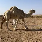 فحل رماني طيب جنب وراس وسبال ومشروط