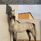 حصان شعبي طيااره