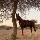 حصان للبيع البيع مستعجل