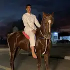 حصان الون احمر