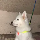 كلاب هاسكي للبيع