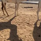 للبيع وضحاء كفو