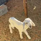 داغور حري خروف