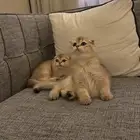 قطط سكوتش فولد للبيع