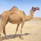 ناقه