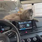 شيرازي  قطة شيرازية  قط شيرازي  Persian cat  شيرازي رماد