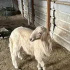 خروف اصفر