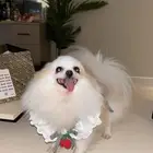 بومرينيان