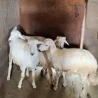 4 طليان للبيع