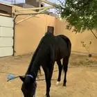 خيل ركوب الموقع الزلفي