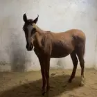 مهر بوراقه للبيع