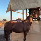 مهر مكس