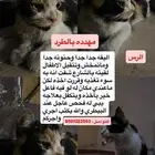 قطط تبني