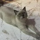 قط هملايا لتبني