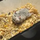 هامسترات النوع روسي اليفين