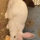 أرنب ذكر انثا شي العمر5 شهور