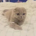 قطة سكوتش فولد تربل مستوى عالي جدا