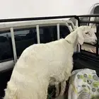 خروف كفوو