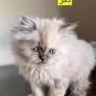 للبيع قطط هملايا