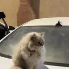 قطة ضائعة في البوادي