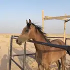 مهر شعبي مفو