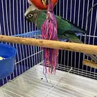 كنيور بلو شيك