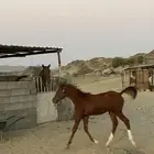 مهره شعبيه عمرها 6 شهور للبيع