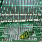 للبيع طيور