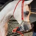 رشمة جمال صوف هلل مع مقود صوف