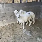 ثلاث طليان للبيع جمله وتفريد