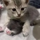قطط للتبني
