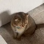 قطه سكوتش للبيع انثى معقمه معه دفتر تطعيمات السعر 800