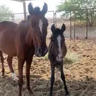 فرس و مهر و مهره شعبيه