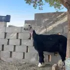 نجديه