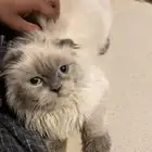 قطوه أليفه جدا